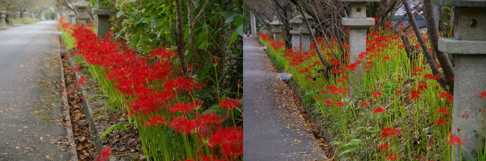 山口市　小鯖八幡宮（別名鰐鳴神社）の彼岸花