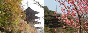 瑠璃光寺、五重の塔。サザンカと梅