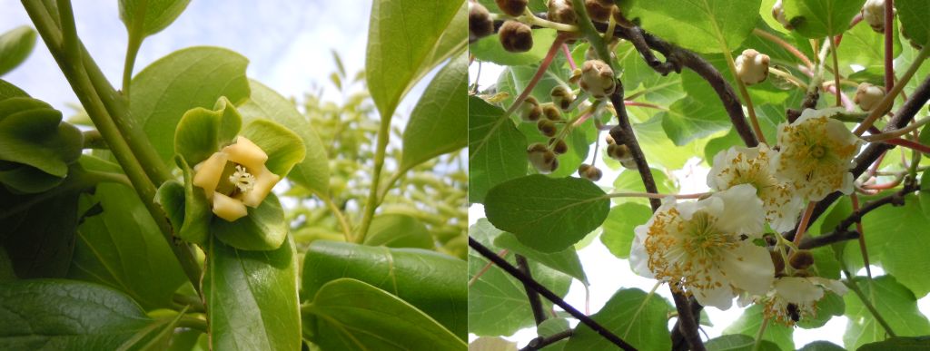 左「富有柿」　右「キウイ雄花」