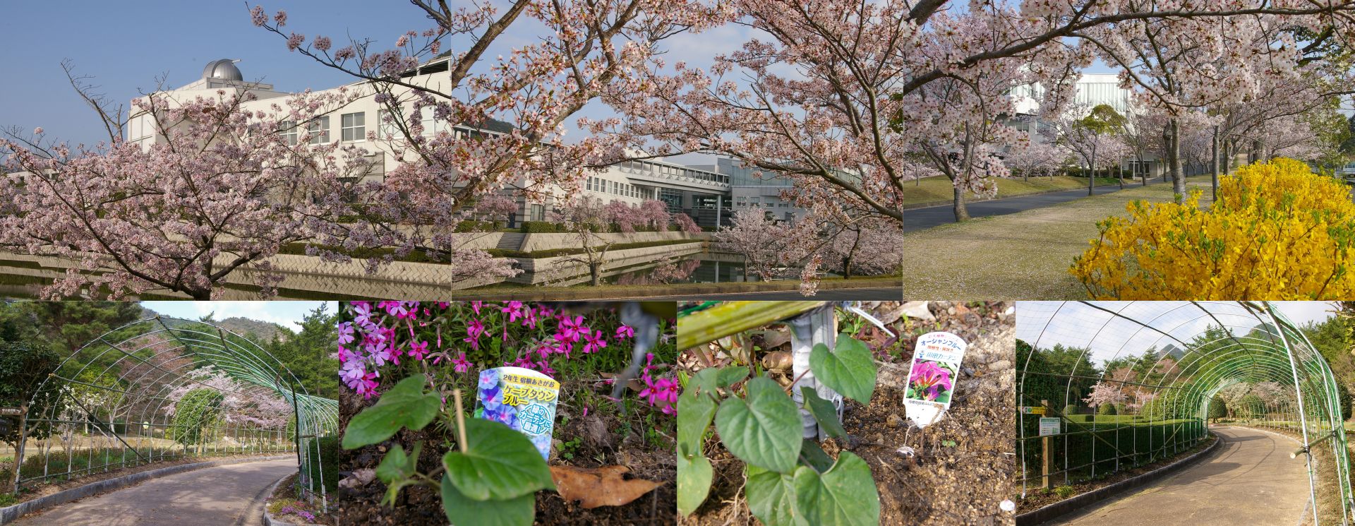 山口県セミナーパーク桜