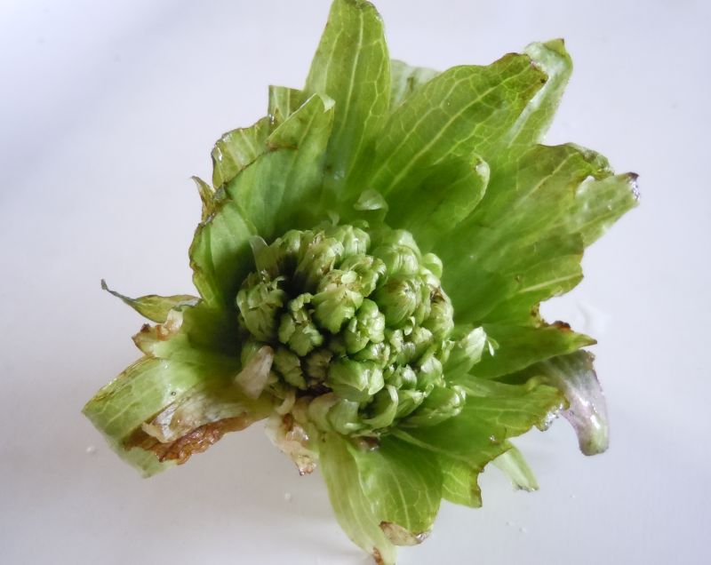 蕗の薹